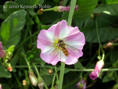 field bindweed (Convolvulus arvensis) Kenneth Noble